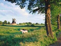2000 Teile Puzzle: Pferde vor Windmühle
